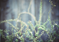 Fairy folk