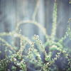 Fairy folk