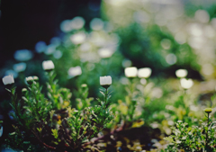 Blooming lovely　1