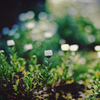 Blooming lovely　1