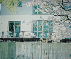 桜 Cafe