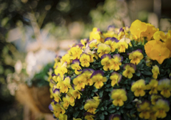 Blooming lovely 2