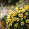 Blooming lovely 2