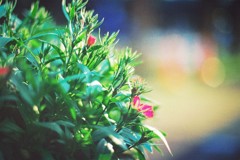 Floret
