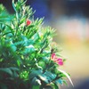 Floret