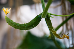 夏野菜・きゅうり淘汰編