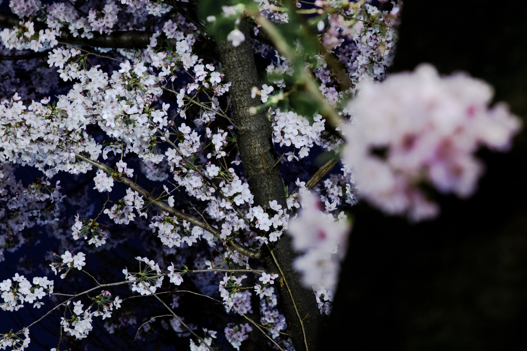 ぎりぎり夜桜