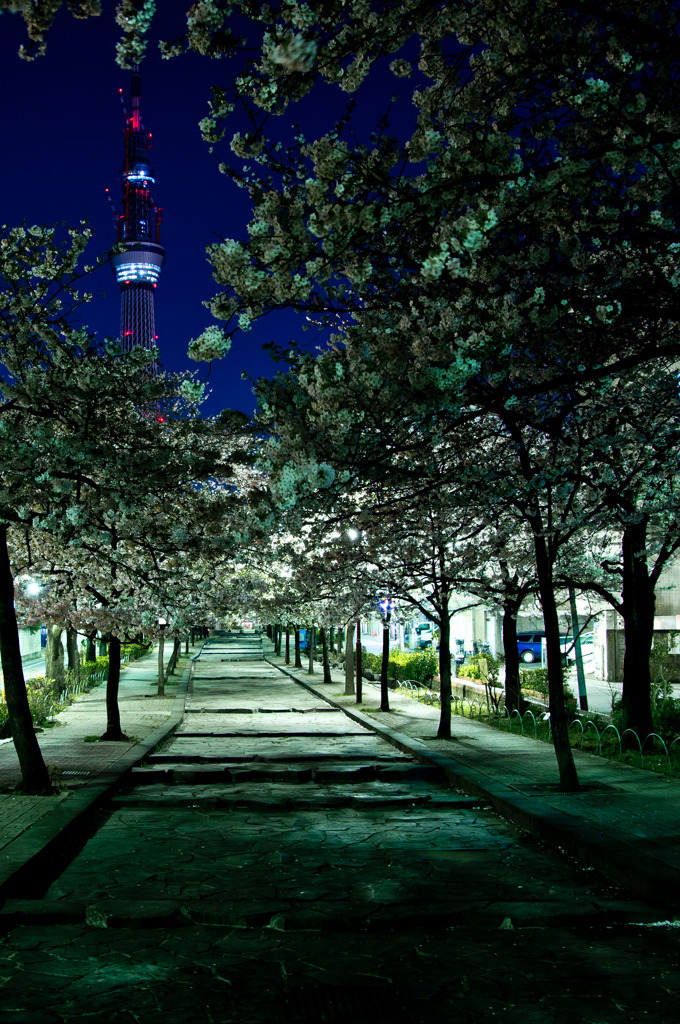 夜桜 with スカイツリー（地震直前）