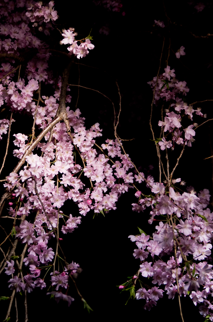 闇夜の秋色桜