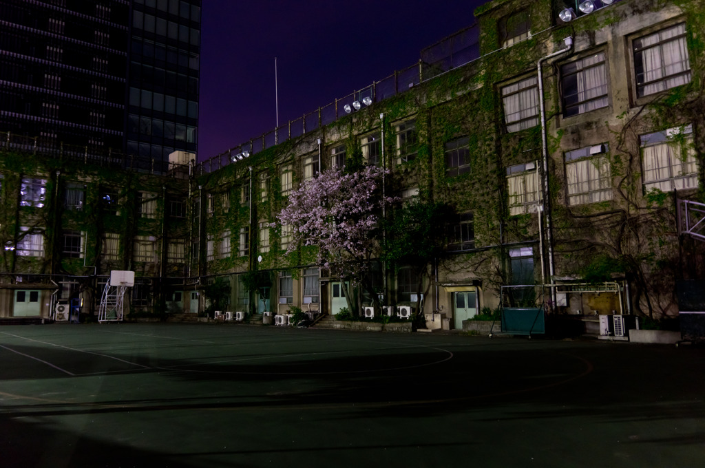 学校じゃない学校の夜桜
