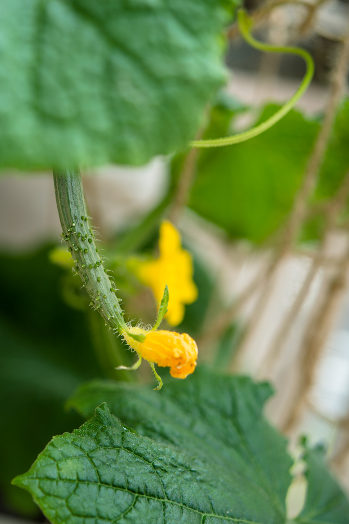 夏野菜・きゅうり編