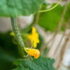 夏野菜・きゅうり編