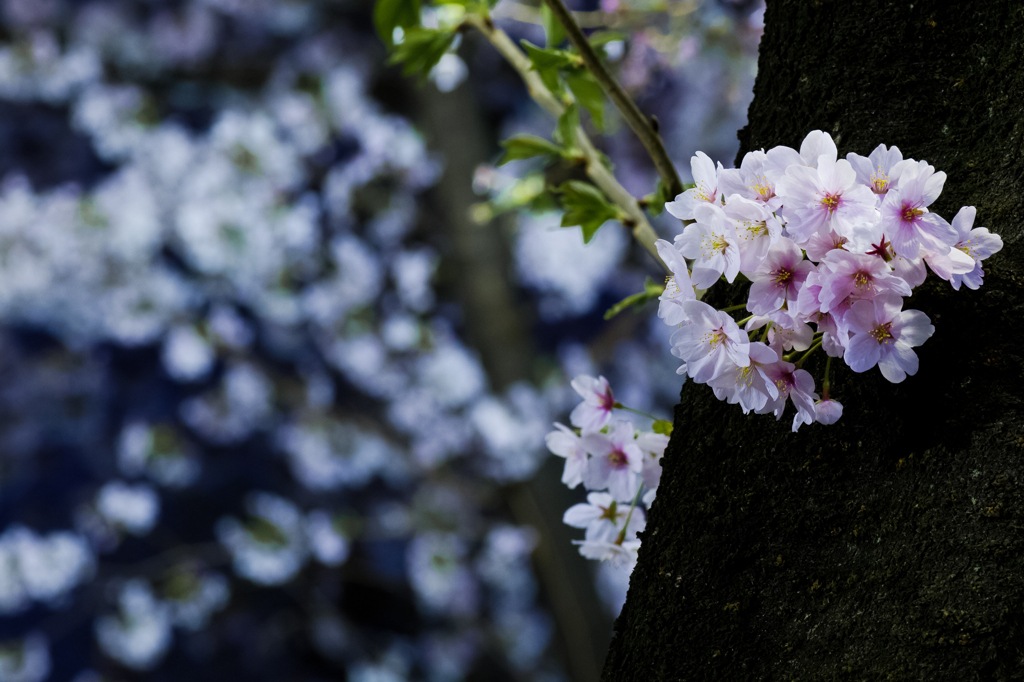 ぎりぎり夜桜Ⅱ