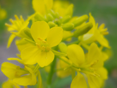 黄色　菜の花　もう立夏