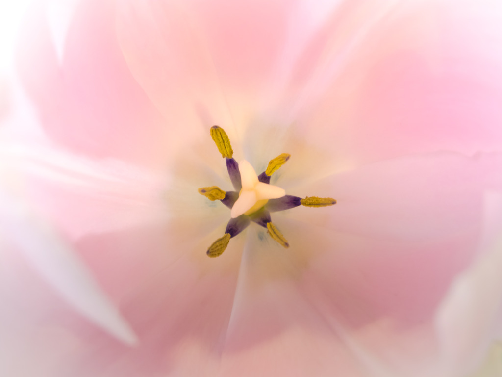 これも春に咲く花