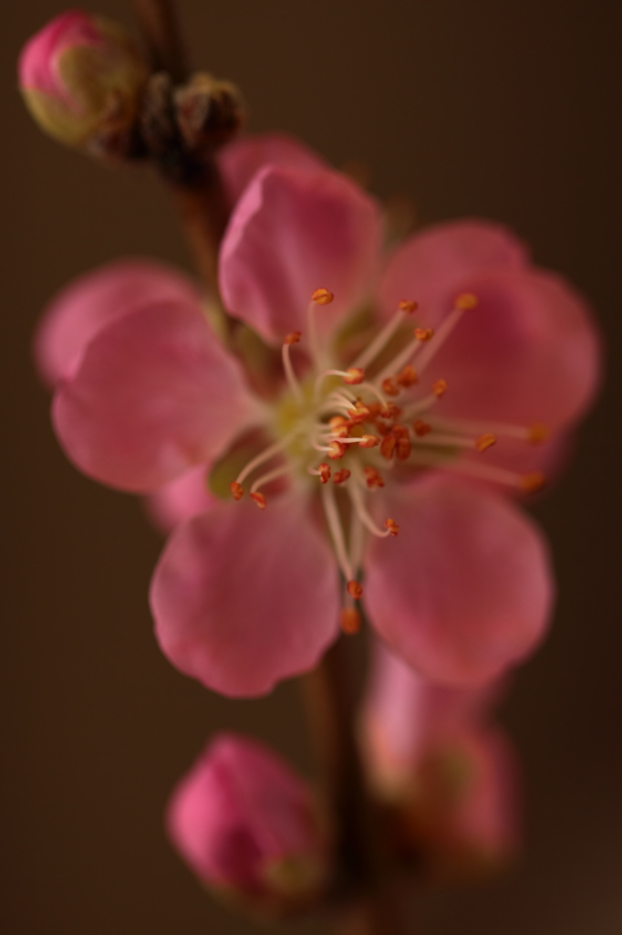 桃花　天神文様