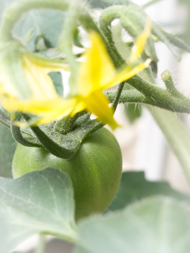 夏野菜・とまと編