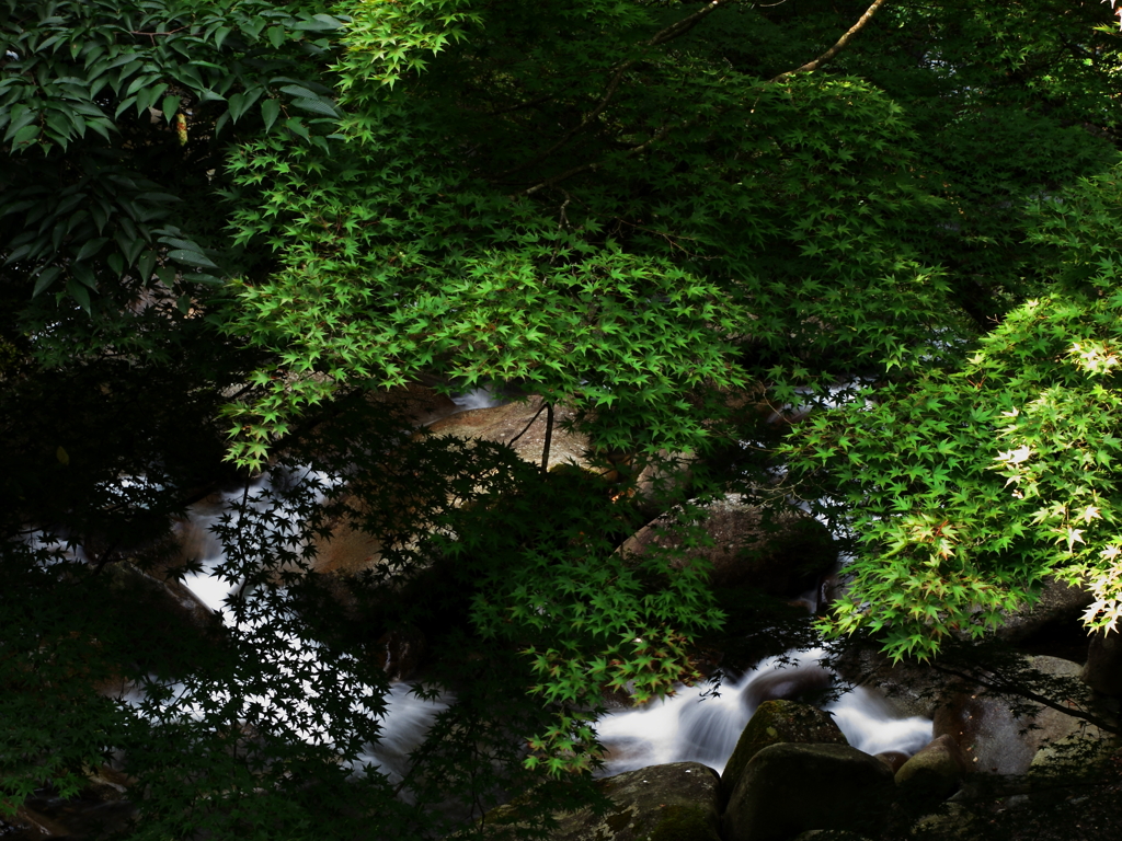 秋が楽しみ