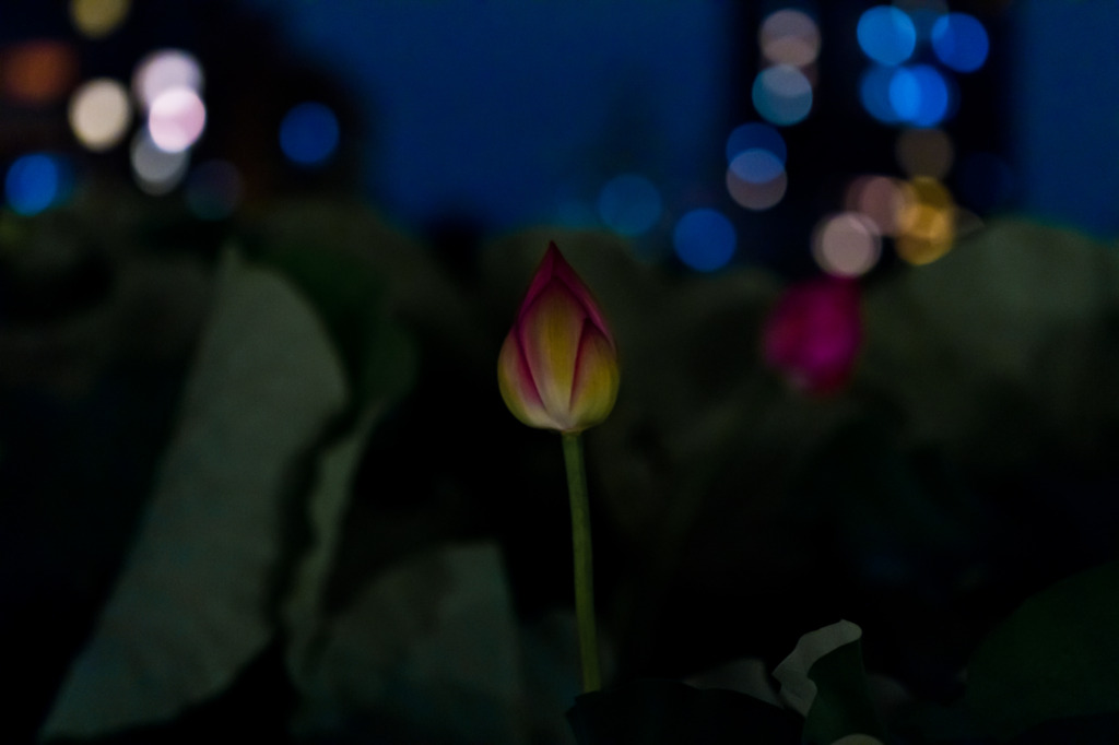 都会の蓮