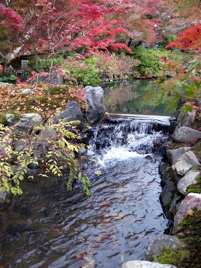 京都・永観堂の紅葉