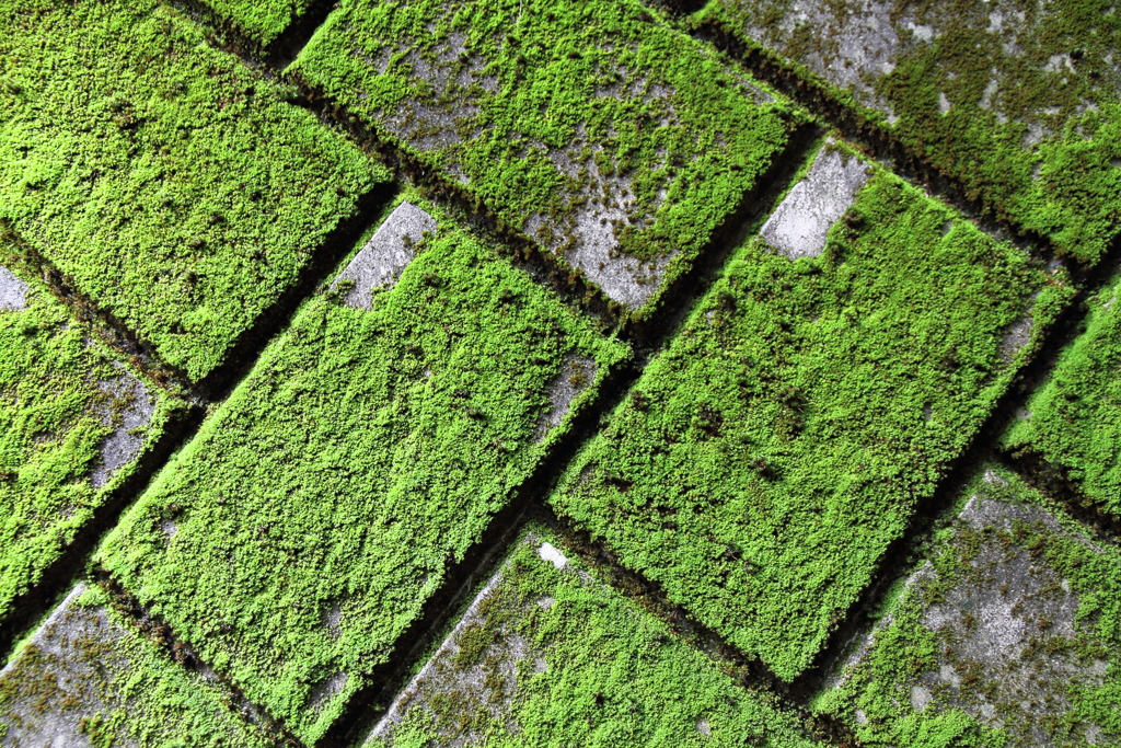 グリーン グリーン グリーン