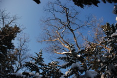 原生林から見上げた空