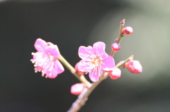 小石川後楽園　梅