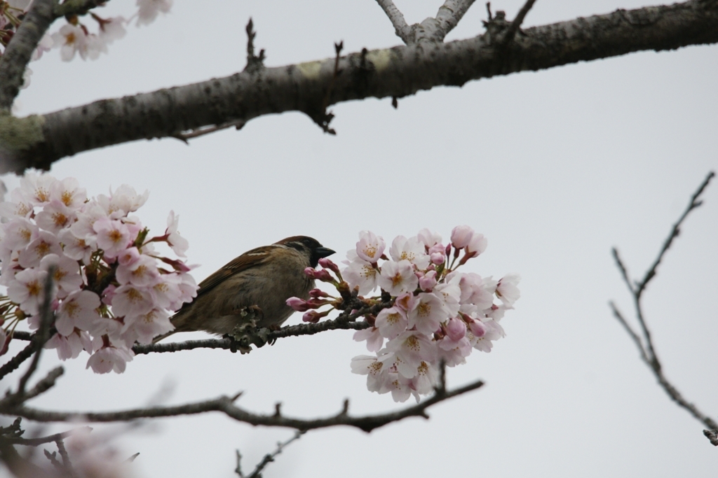 桜とスズメ