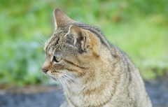 今日の猫ちゃん！