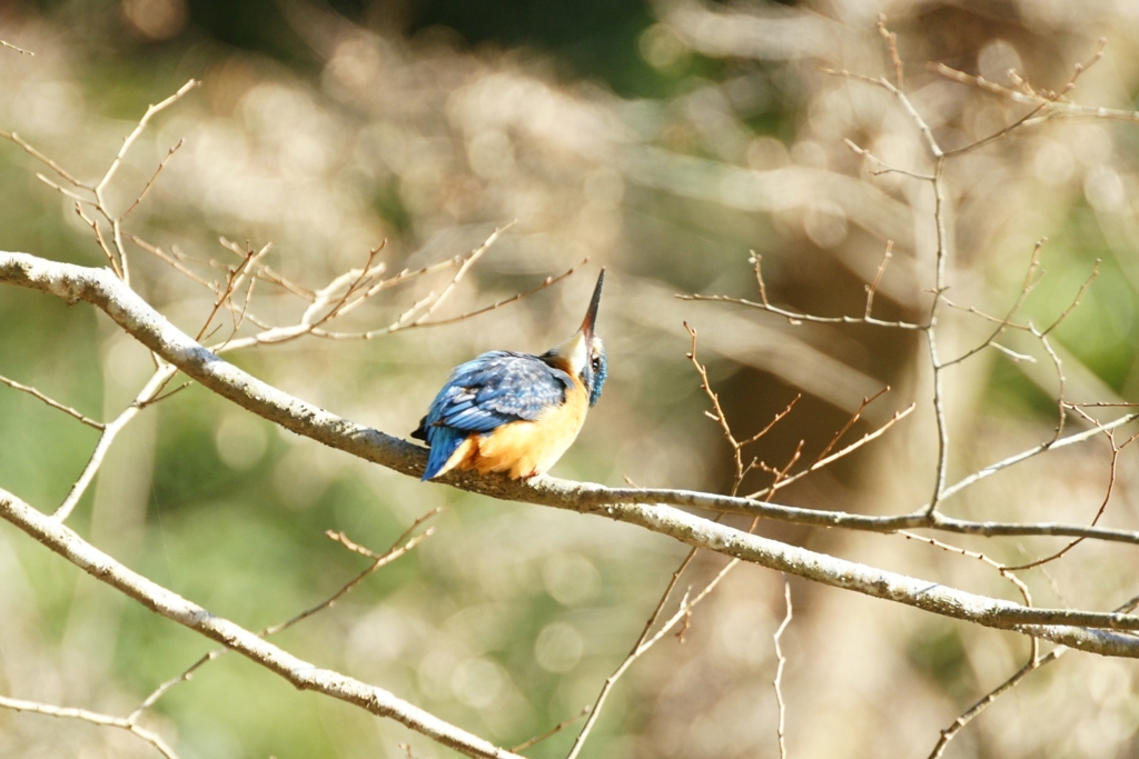 首が・・・(＠_＠;)