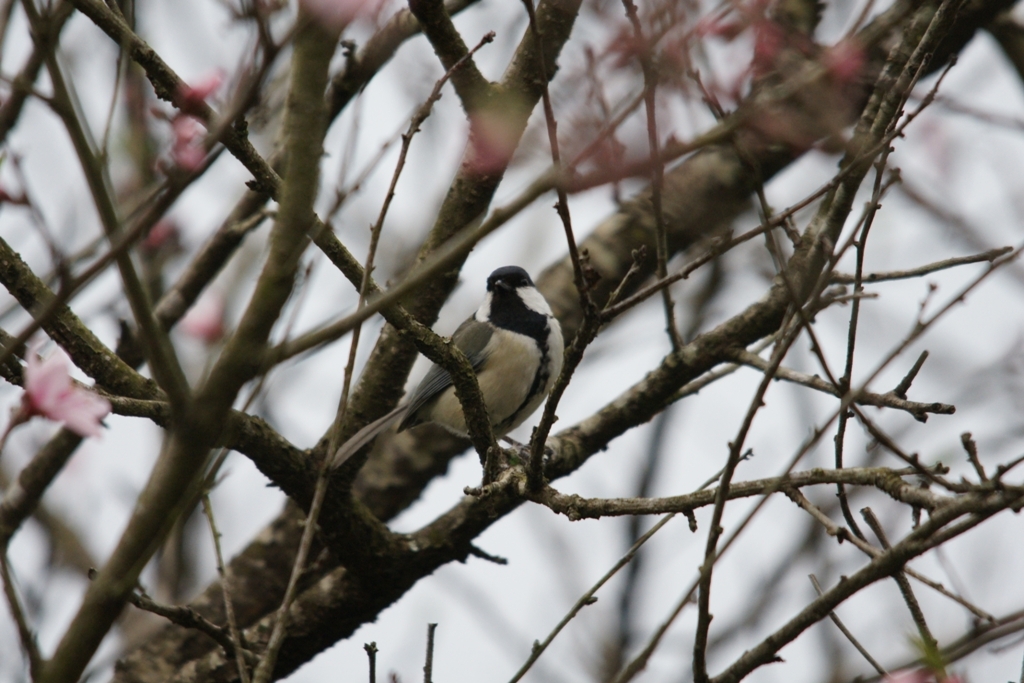 桜とシジュウカラ