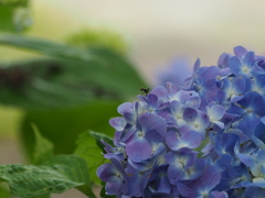 アリ?・・・ アリ?・・・