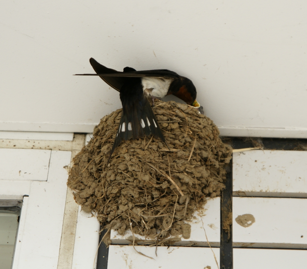 大きく元気になって！