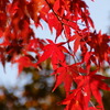 これぞ紅葉！！