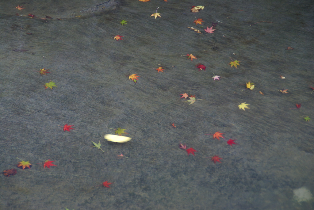 色とりどりの紅葉！