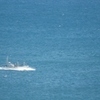 海