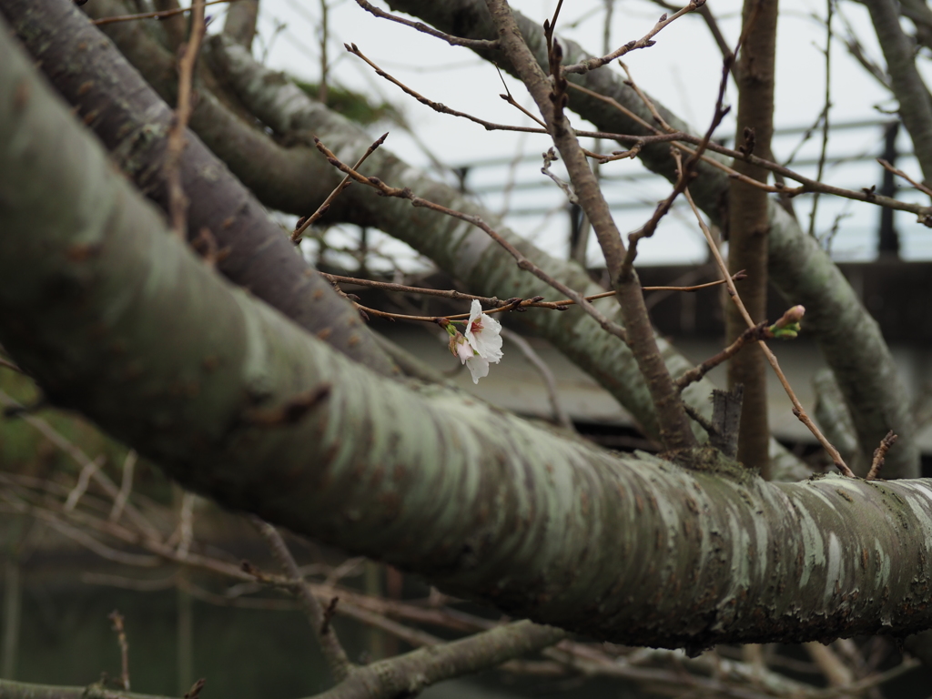 桜咲く・・・