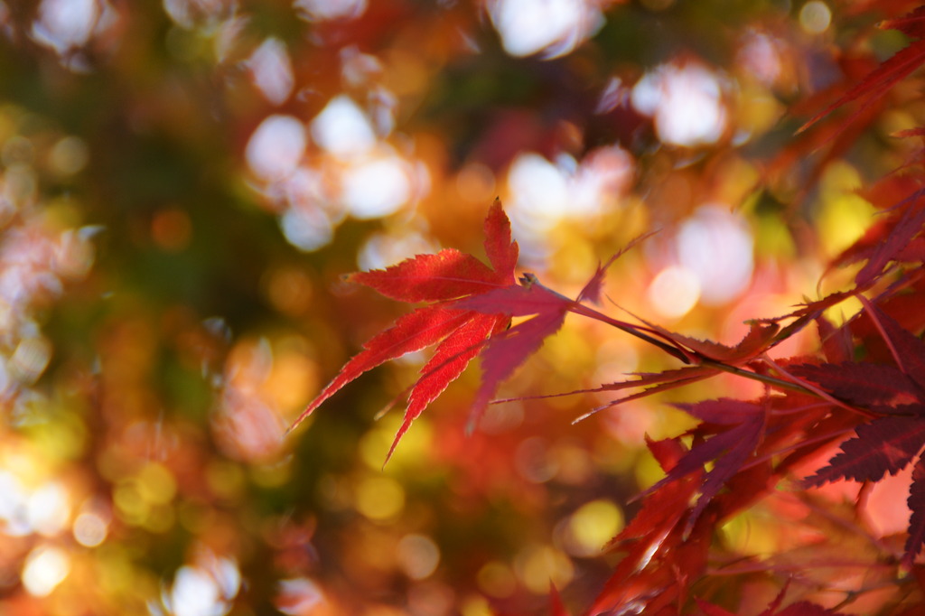 地元の紅葉も赤く！