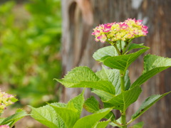 そろそろ梅雨入りかな!?・・・Ⅱ そろそろ梅雨入りかな!?・・・Ⅱ