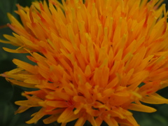 燃えゆ・・・ベニバナ! 燃えゆ・・・ベニバナ!