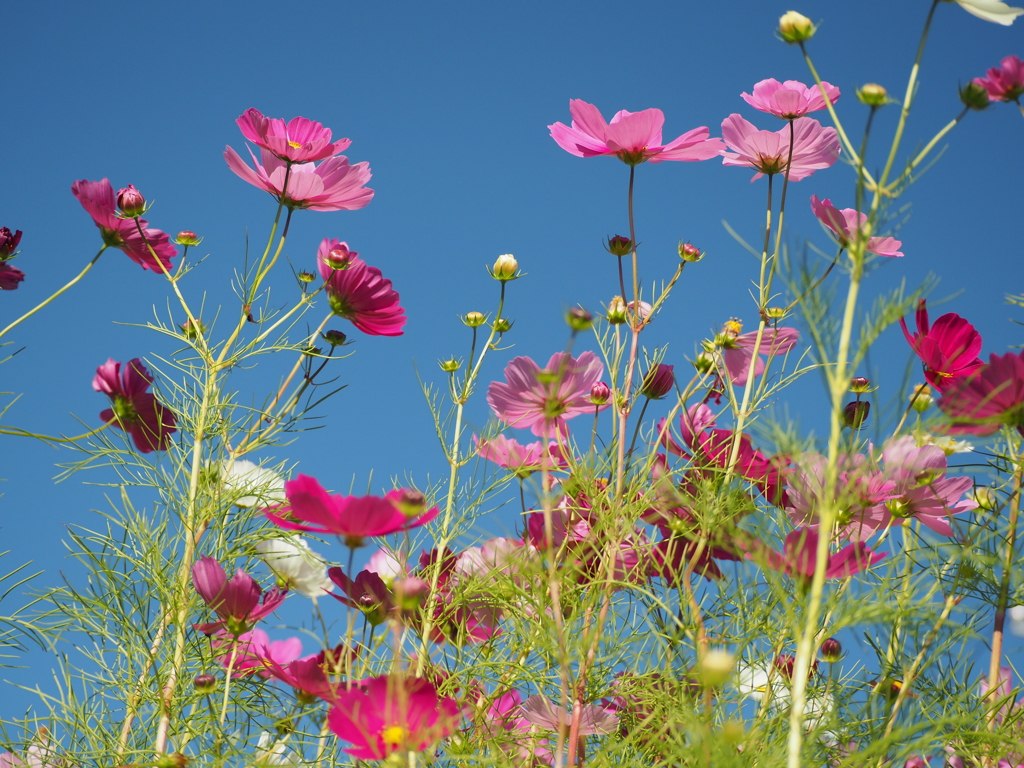 背くらべ・・・