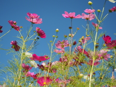 背くらべ・・・