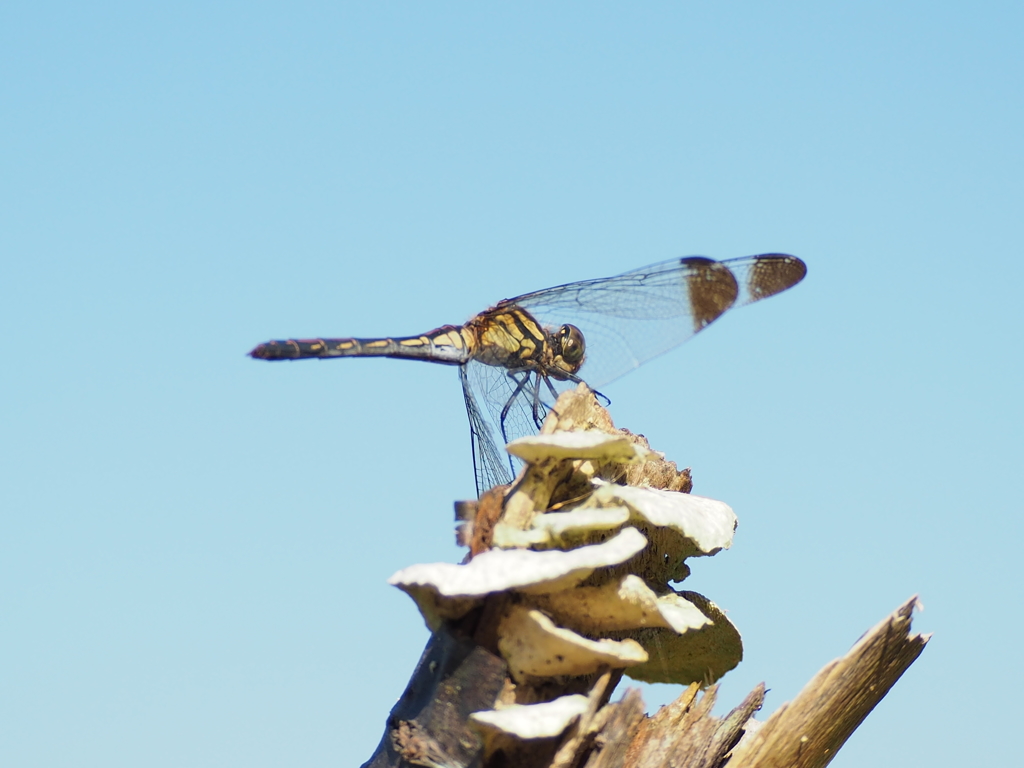 トンボ・・・２