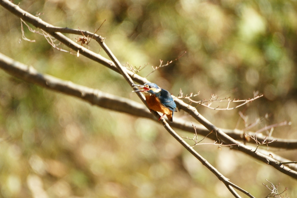 咥え直し・・・