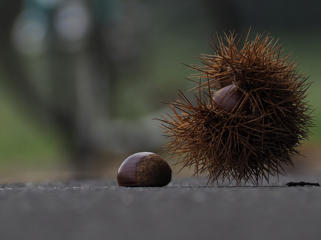 秋ですね・・・②