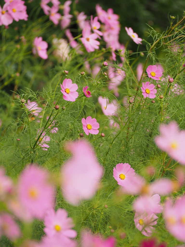 コスモス