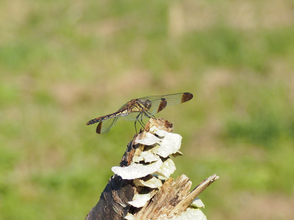 トンボ・・・１