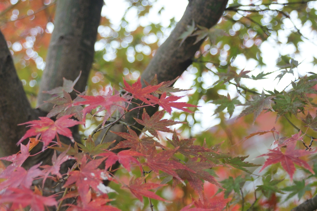 紅葉シリーズⅠ