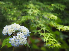 そろそろ・・・梅雨入りかな!?