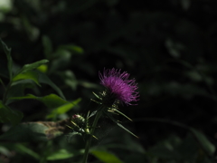 これも雑草の花？３